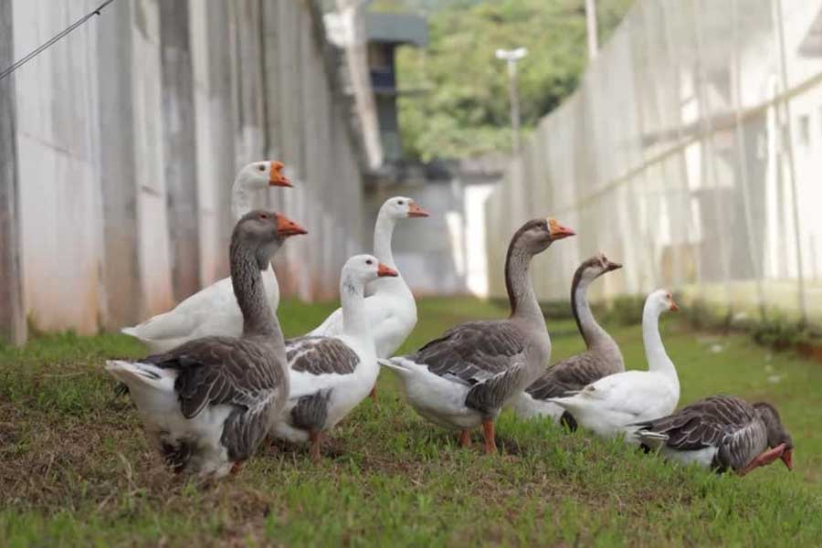 Group of geese protect Brazil prison replacing dogs