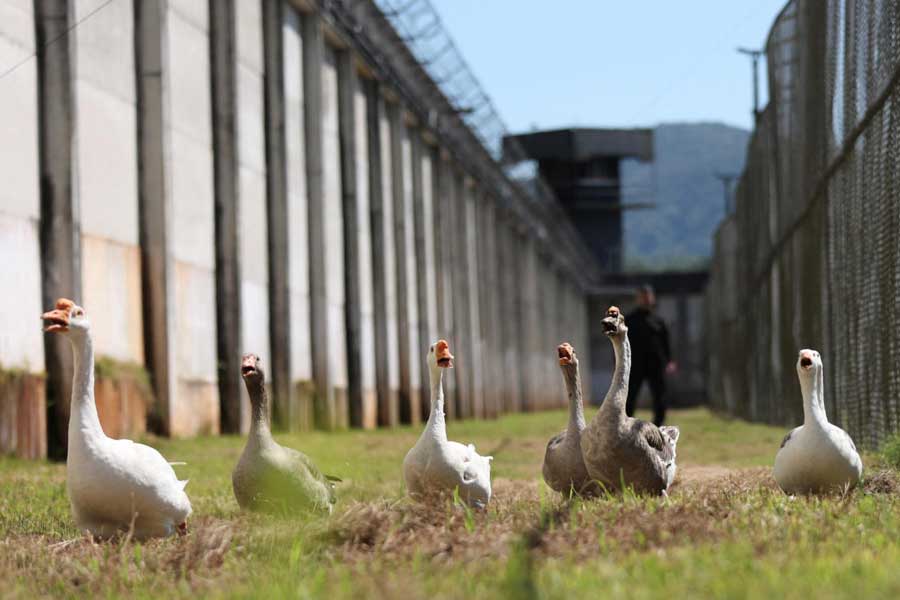 Group of geese protect Brazil prison replacing dogs