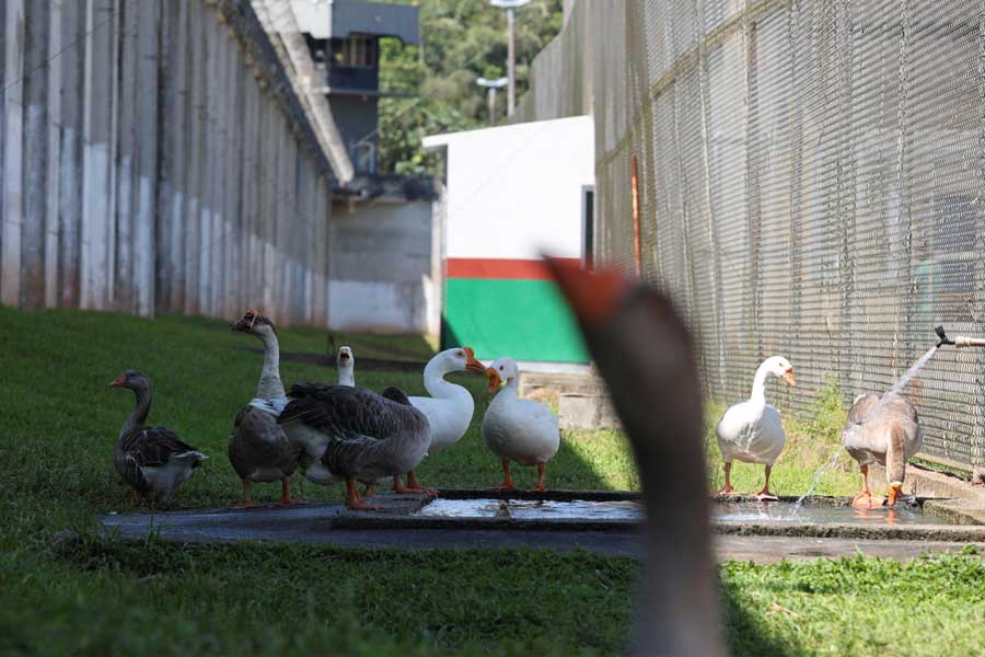 Group of geese protect Brazil prison replacing dogs