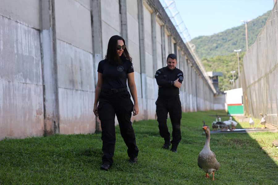 Group of geese protect Brazil prison replacing dogs