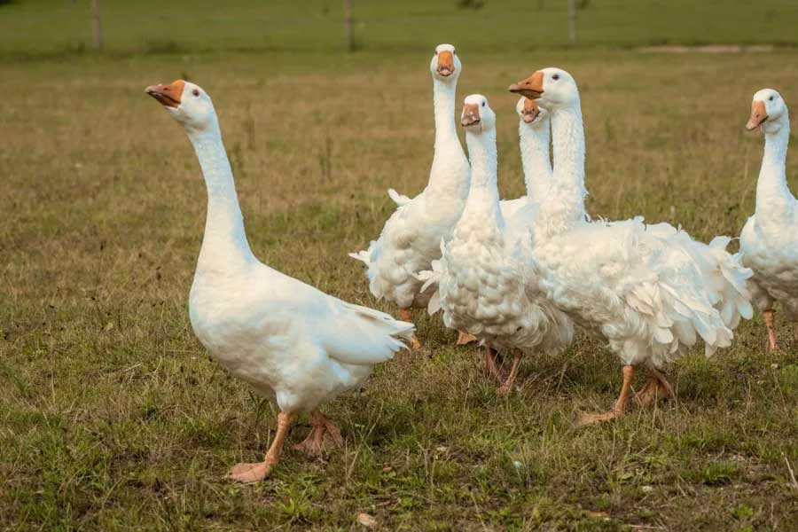 Group of geese protect Brazil prison replacing dogs