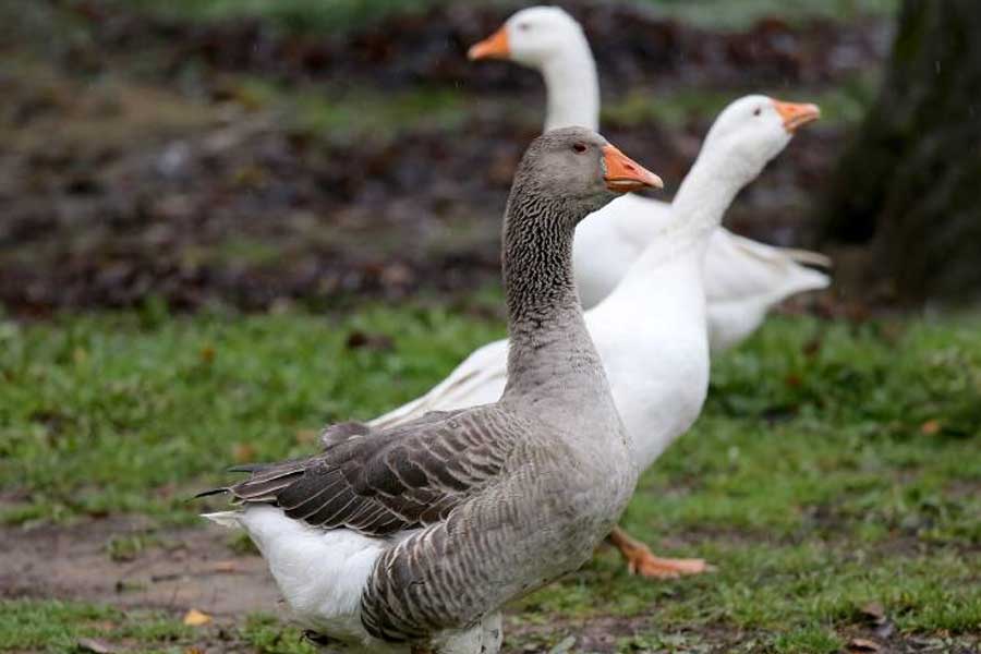 Group of geese protect Brazil prison replacing dogs