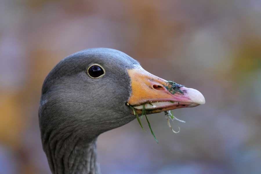 Group of geese protect Brazil prison replacing dogs