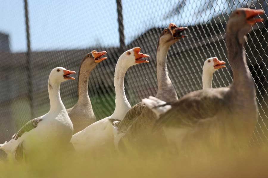 Group of geese protect Brazil prison replacing dogs