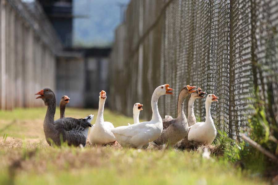Group of geese protect Brazil prison replacing dogs