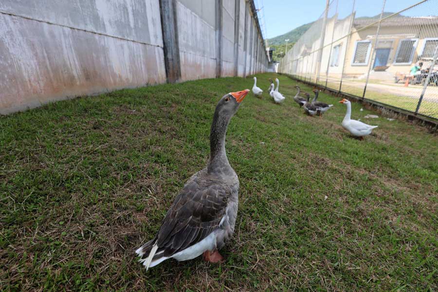 Group of geese protect Brazil prison replacing dogs