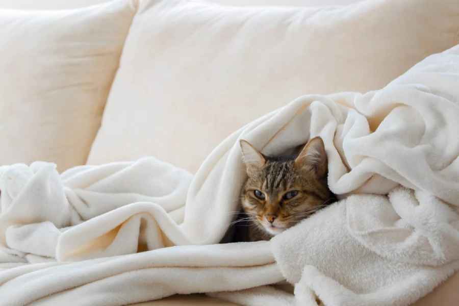 Tips to keep your blankets warm and fluffy for the winters.
