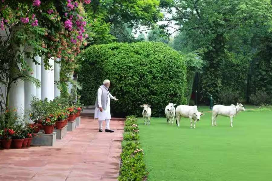 গোমাতাদের সঙ্গে প্রধানমন্ত্রী নরেন্দ্র মোদী। গোঠের ঠিকানা ৭, লোক কল্যাণ মার্গ। রাজধানীতে দিল্লিতে এটিই প্রধানমন্ত্রী মোদীর বাসভবনের ঠিকানা। 