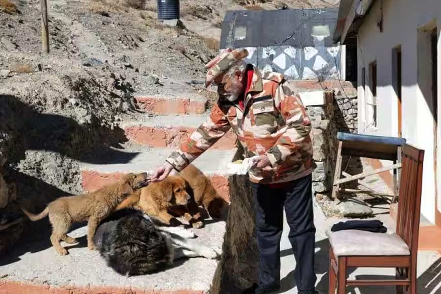 এই ছবিটিও উত্তর ভারতেরই। নভেম্বরে দীপাবলি উদ্‌যাপন করতে হিমাচল প্রদেশের লেপচায় সেনাঘাঁটিতে গিয়েছিলেন মোদী। গোটা একটা দিন কাটিয়েছিলেন সেনাবাহিনীর সঙ্গে। পরেওছিলেন সেনাদের পোশাক। ছবিটি সেই লেপচা সফরেই তোলা। মোদী কুকুরদের খেতে দিচ্ছেন।