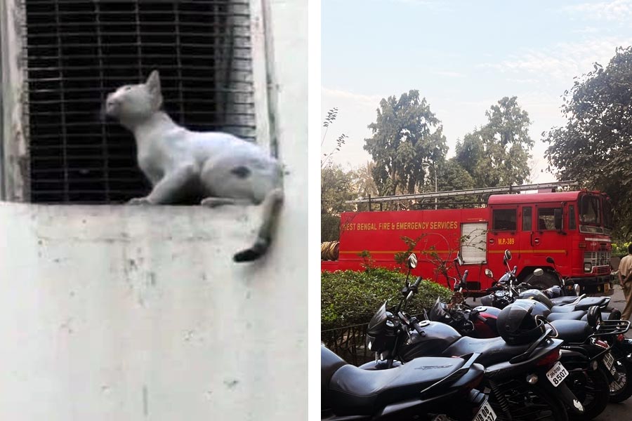 Cat was stuck in the window of Kolkata CGO Complex for two days before fire brigade rescues it