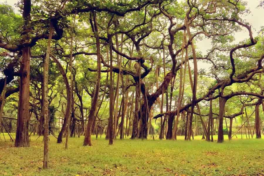 ‘বোটানিক্যাল সার্ভে অফ ইন্ডিয়া’র জন্য গত বাজেটে কোনও টাকা বরাদ্দ না থাকলেও চলতি অর্থবর্ষের জন্য সেই খাতে বরাদ্দ রয়েছে ৫ লক্ষ টাকা।