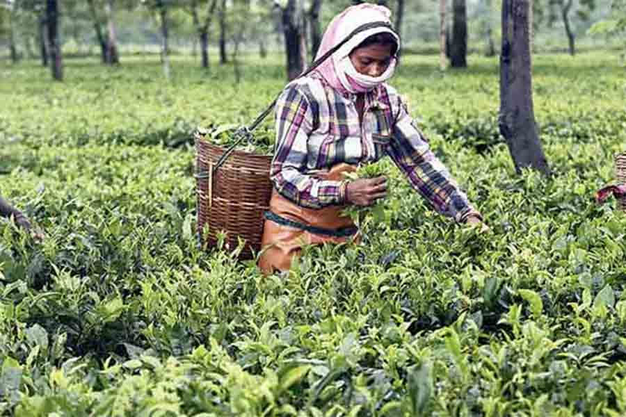 Workers working at tea garden