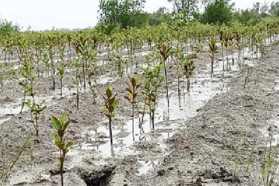 Mangrove Saplings planted by Government of West Bengal