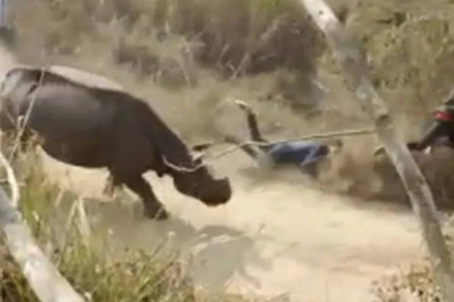 Rhino attacked in Assam