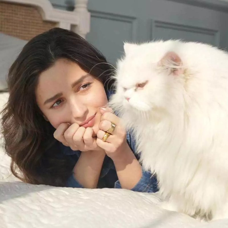 আলিয়ার কাছে ‘এডওয়ার্ড’ নামে যে বিড়ালটি রয়েছে, সেই বিড়ালটিও নাকি সিদ্ধার্থের উপহার দেওয়া। তবে, ২০১৭ সাল থেকে সিদ্ধার্থ এবং আলিয়ার সম্পর্কে দূরত্ব তৈরি হতে থাকে এবং তাঁদের বিচ্ছেদ হয়ে যায়।