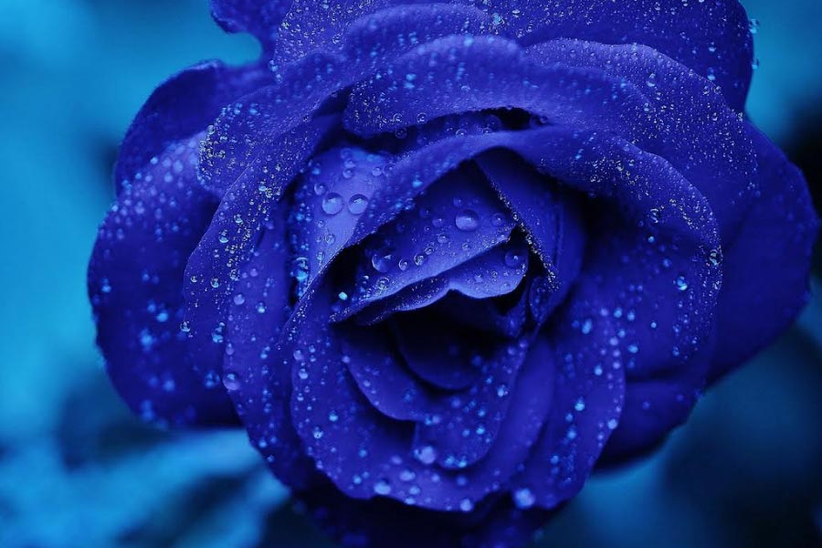 গোলাপ যে সর্বদাই এমন খোলামেলা প্রতীকে বা চরিত্রে বিরাজ করেছে, তা নয়। গোলাপের অন্তরালে কখনও ঘনিয়ে উঠেছে গুপ্ত সমিতি। কখনও বা পতাকায় গোলাপের ছবি লাগিয়ে ঘটে গিয়েছে যুদ্ধ। ফলে গোলাপকে কখনই হালকা ভাবে নেওয়া ঠিক হবে না বলে মনে করেন চিহ্নতাত্ত্বিকরা। 