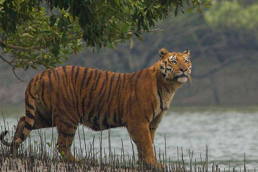 A man died by the attack of tiger at the Sundarbans