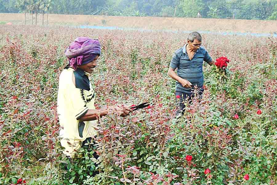 Rose farmers of Panskura