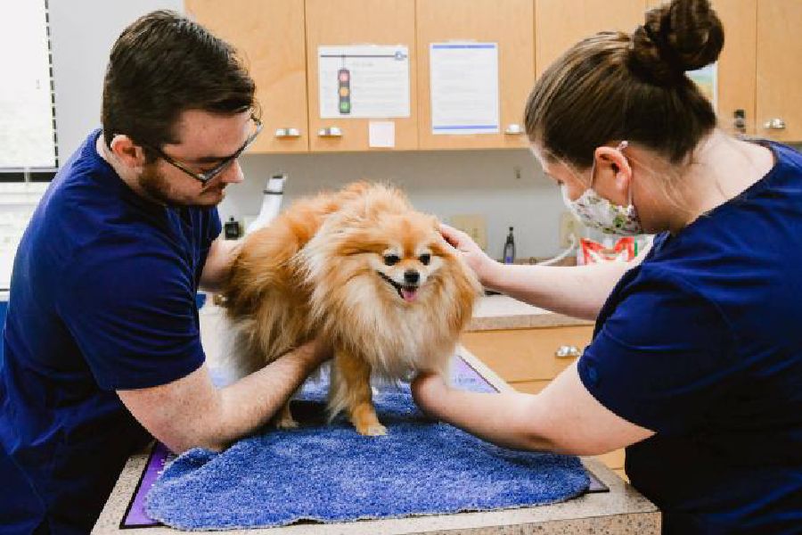 Image of pet with vet doctor 