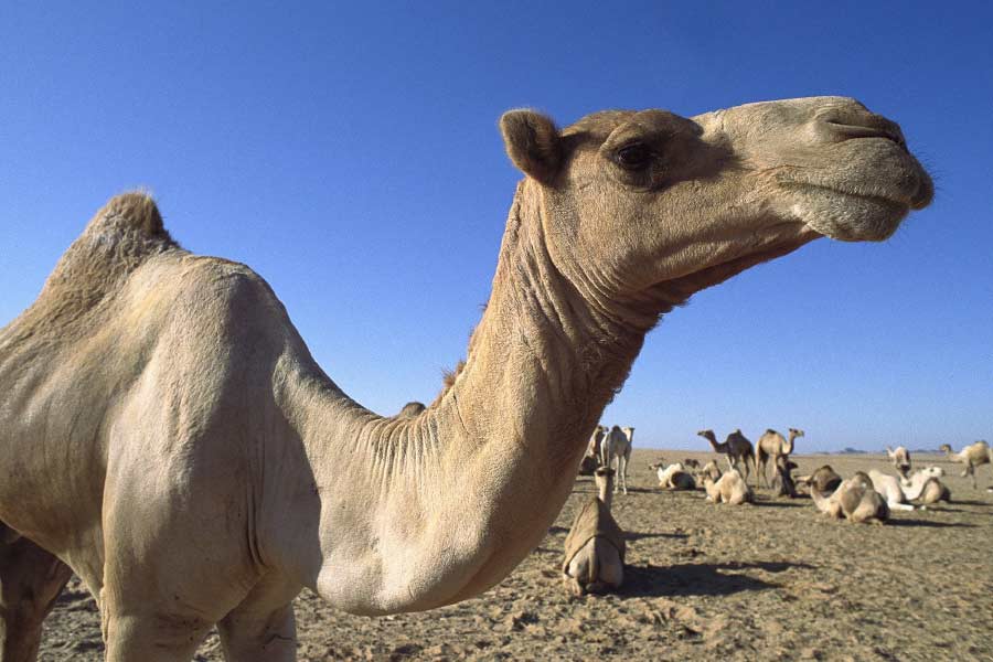 representative visual of a camel in Rajasthan