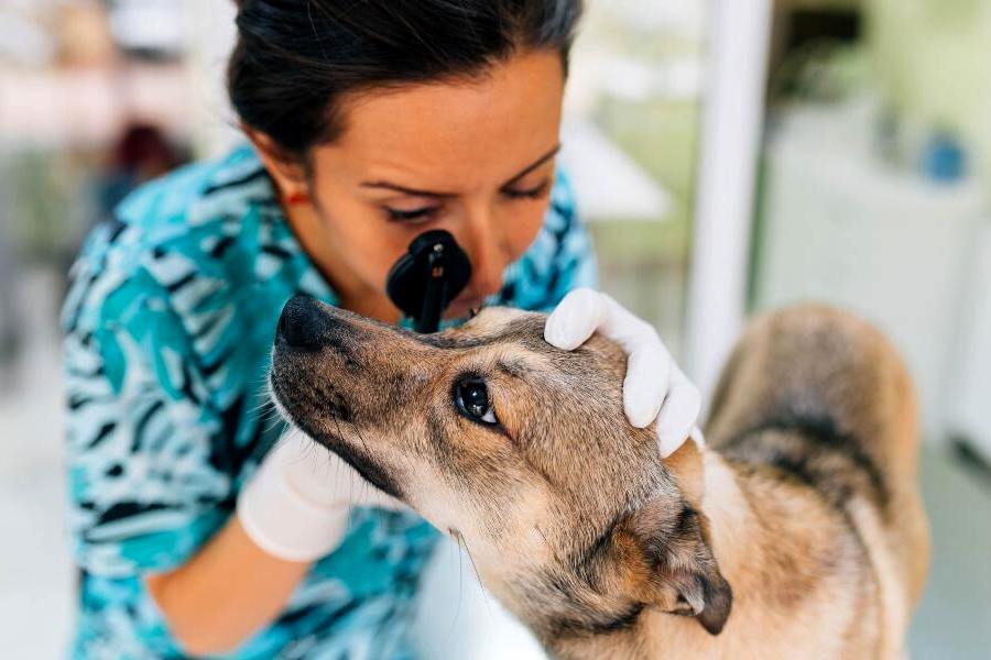  মানুষের অসুখে যেমন চিকিৎসকের সাহায্যের প্রয়োজন হয়, তেমনই পশুপাখিরও শারীরিক অসুস্থতায় প্রয়োজন হয় চিকিৎসকের।