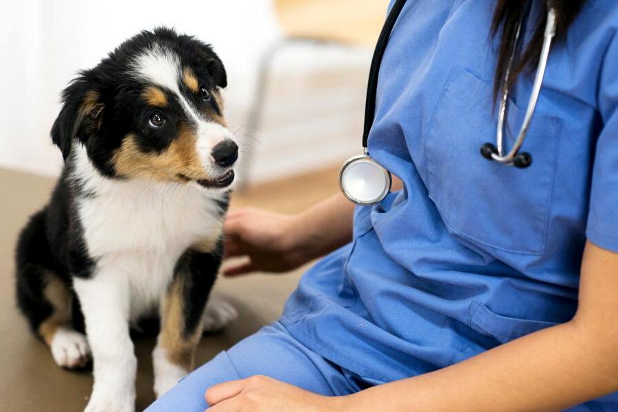 এই প্রতিবেদনে পশুপাখির চিকিৎসক বা ভেটেরিনারি চিকিৎসক হওয়ার জন্য কী পড়তে হয়, কী প্রবেশিকা পরীক্ষা রয়েছে, সেই সমস্ত বিষয়ে আলোচনা করা হল।