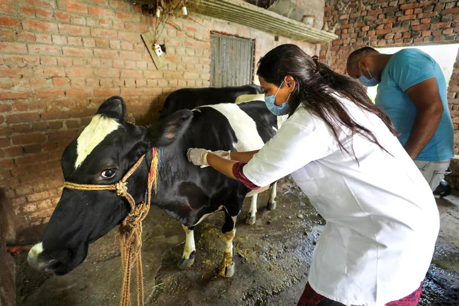 ভেটেরিনারি চিকিৎসক হওয়ার জন্য যে কোনও স্বীকৃত প্রতিষ্ঠান থেকে বিজ্ঞান (রসায়ন, জীববিজ্ঞান, পদার্থবিজ্ঞান) বিষয়ে ন্যূনতম ষাট শতাংশ নম্বর নিয়ে দ্বাদশ শ্রেণি পাশ করতে হয়।