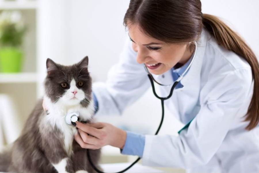  পশ্চিমবঙ্গ ছাড়াও ভারতের আরও অনেক প্রতিষ্ঠানে এই বিষয়ে নিয়ে ডিগ্রি করা যায়। ব্যাচলর ডিগ্রি অর্জন করার পর স্নাতকোত্তর, পিএইচডি করারও সুযোগ থাকে।