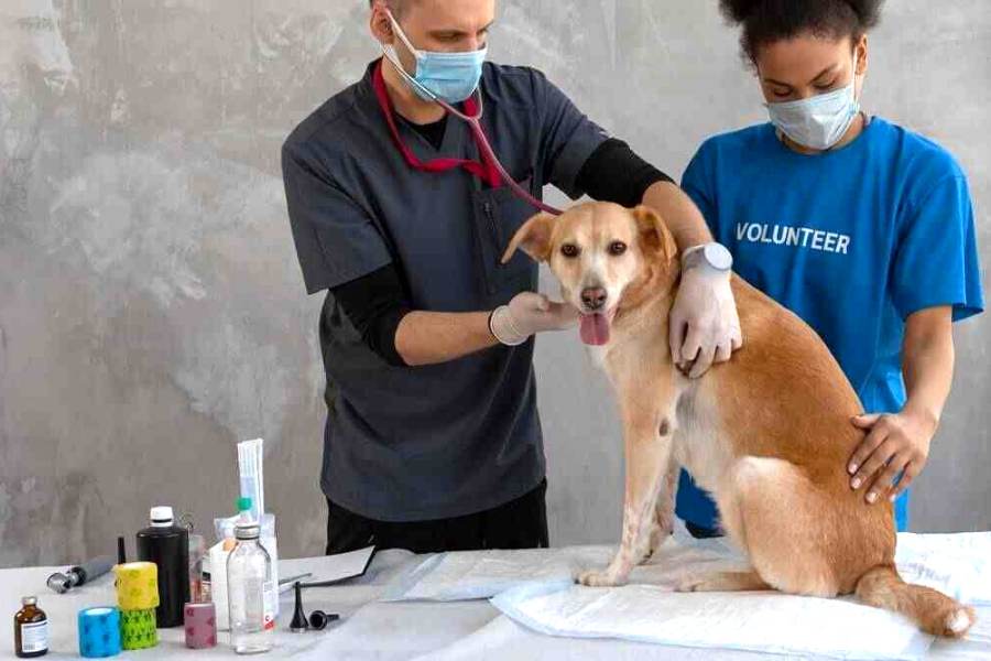 Belgachia 2024 dog hospital