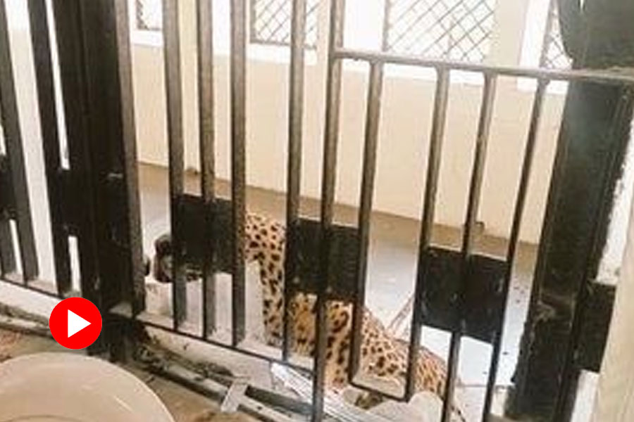 Leopard enters court premises in Ghaziabad UP.