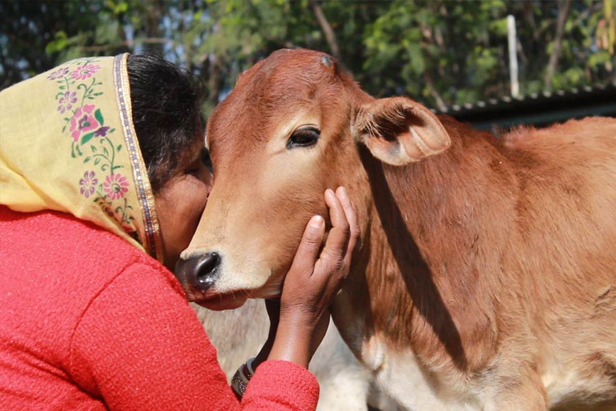 Govt\\\\\\\\\\\\\\\'s Animal Welfare Board of India wants people to hug a cow on Valentine’s Day.