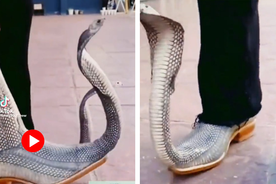 Image of Snake Shoe