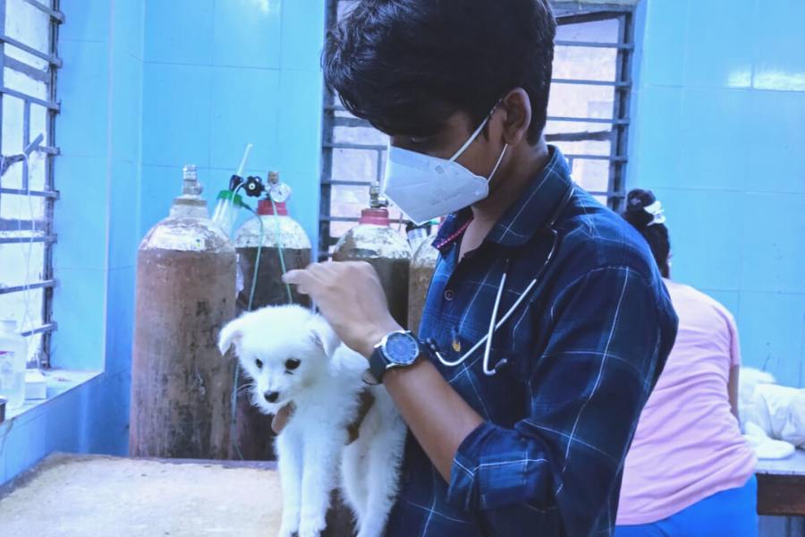 পশুপালন, পশু-পুষ্টি, ভেটেরিনারি প্যাথলজি, পশু জেনেটিক্স এবং প্রজনন, ভেটেরিনারি মাইক্রোবায়োলজি, ভেটেরিনারি প্যাথলজি বিষয়ে ব্যাচেলর অফ ভেটেরিনারি সায়েন্স অ্যান্ড অ্যানিমেল হাজ়বেন্ড্রি (বিভিএসসি) ডিগ্রি পড়া যায়।