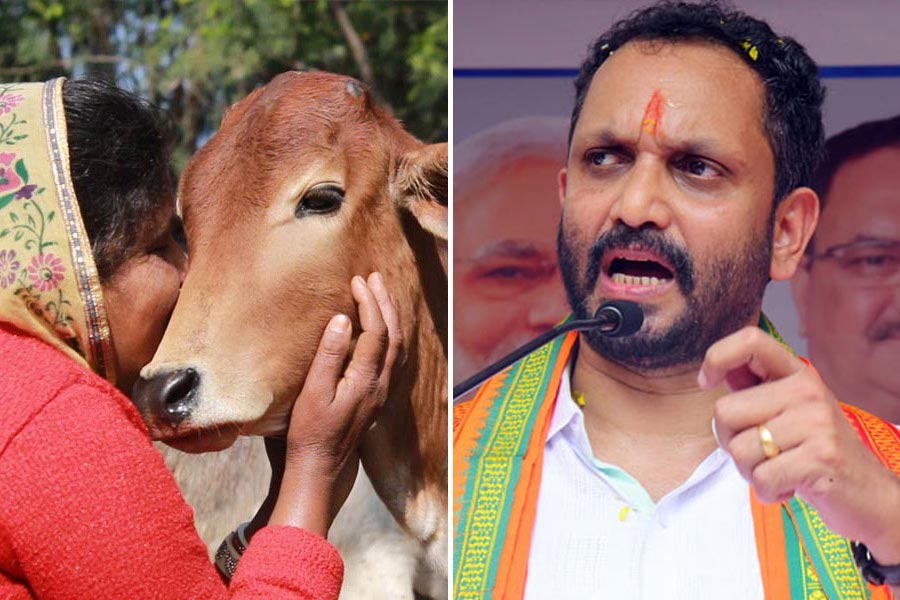 Picture of cow and BJP leader K Surendran.