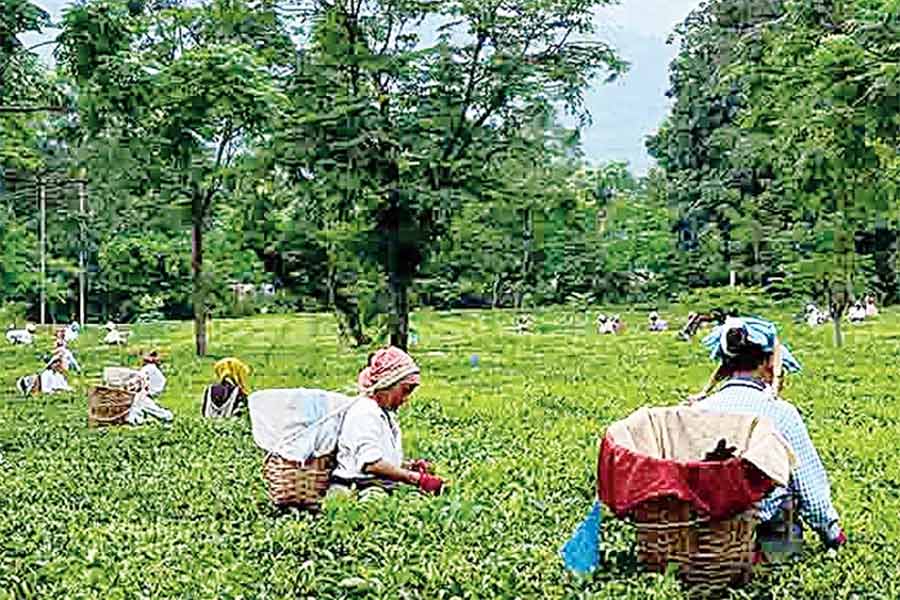 চলছে চা পাতা বাছাইয়ের কাজ।