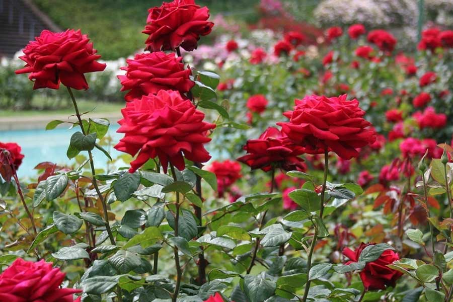 Image of Rose Garden.