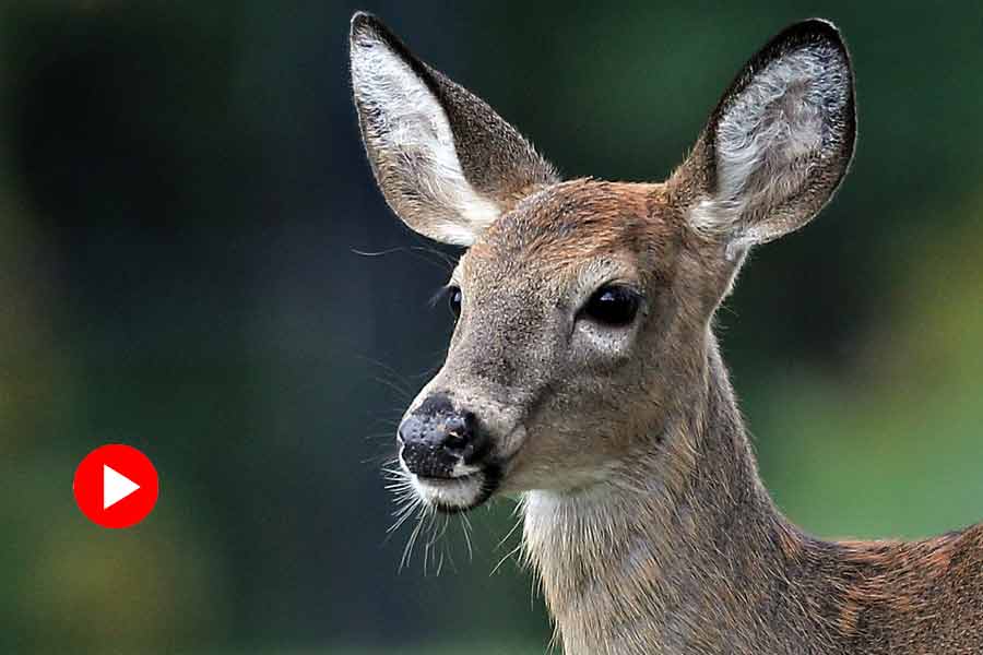 Deer rushed to the hunter