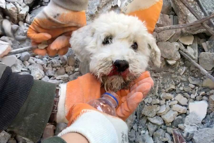 Picture of puppy being rescued in Turkey
