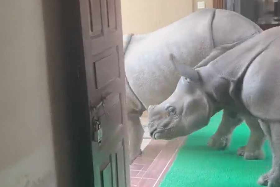 A Photograph of two rhinos inside a building