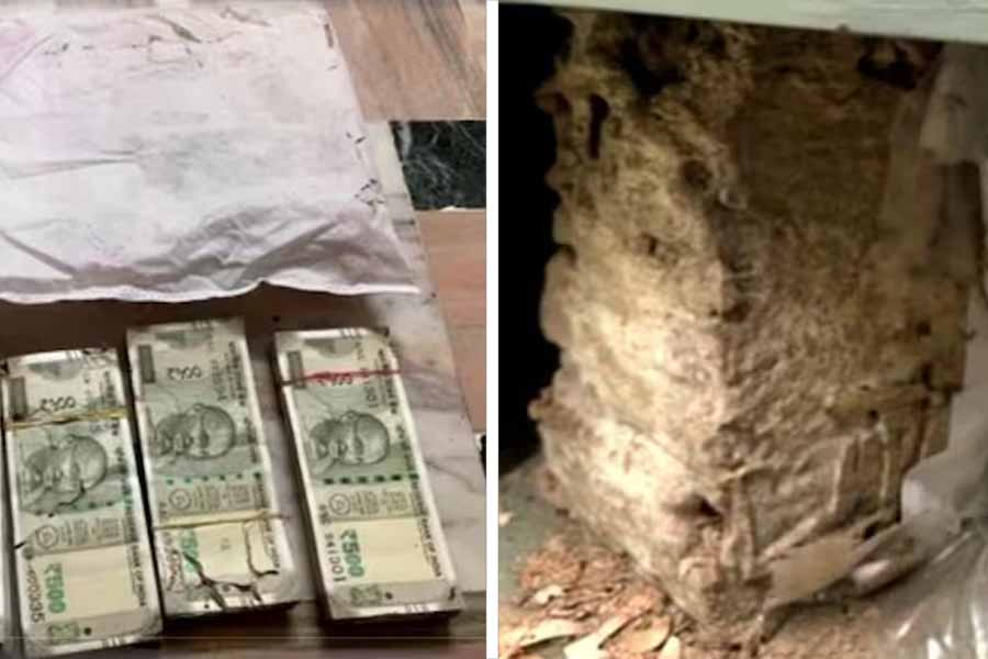 Money destroyed by termites 
