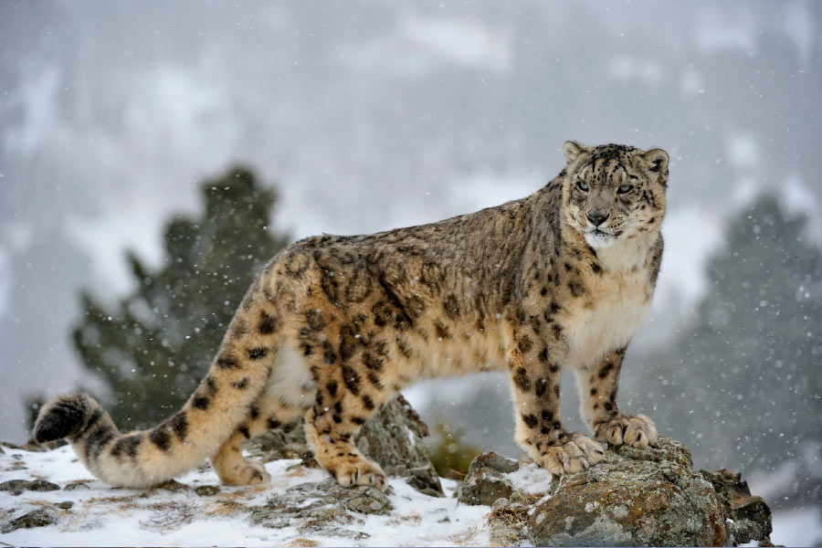 Photo of snow leopard.