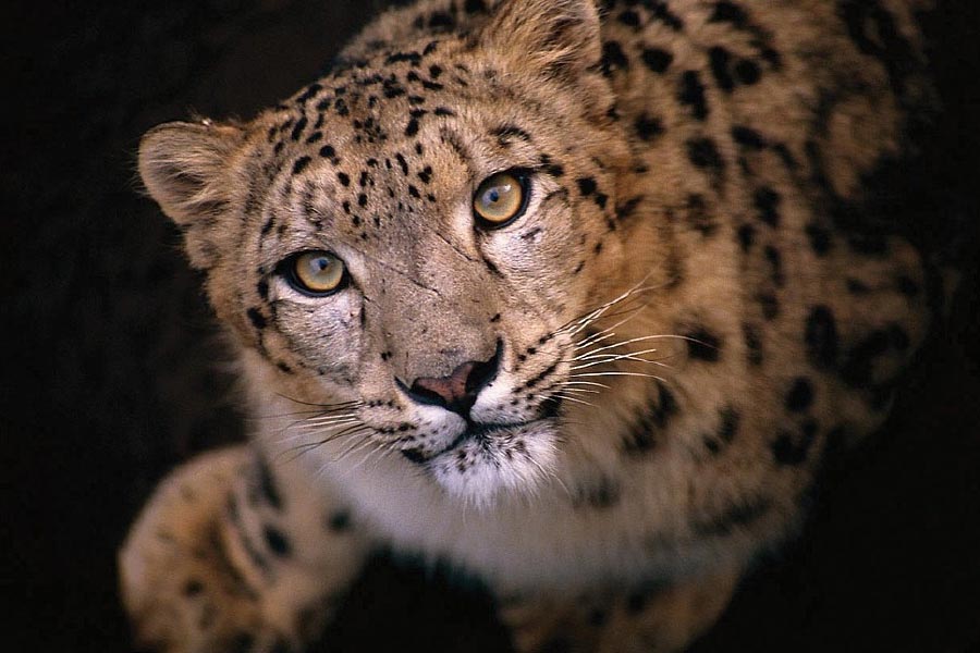 Photo of snow leopard.