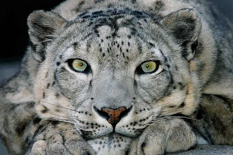 Photo of snow leopard.