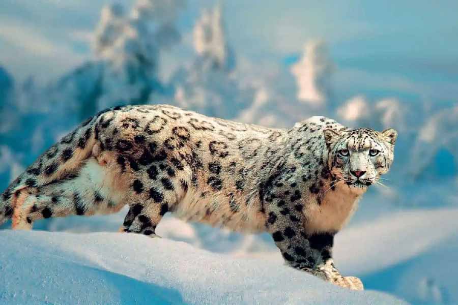 Photo of snow leopard.