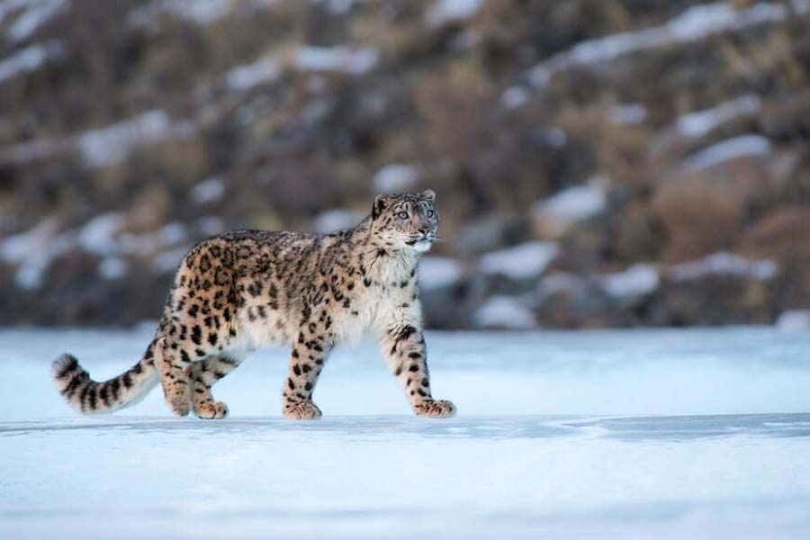 Photo of snow leopard.