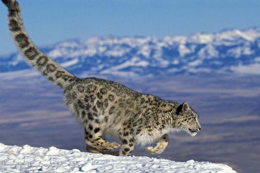 Photo of snow leopard.