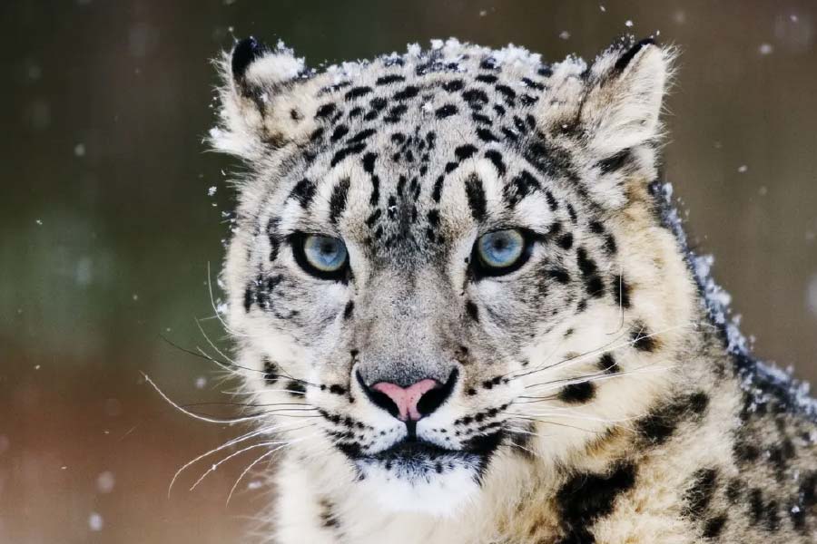 Photo of snow leopard.