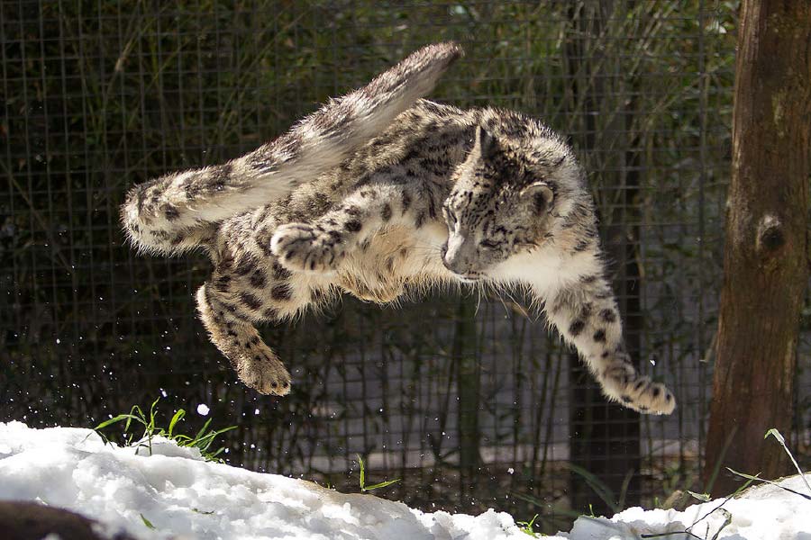 Photo of snow leopard.