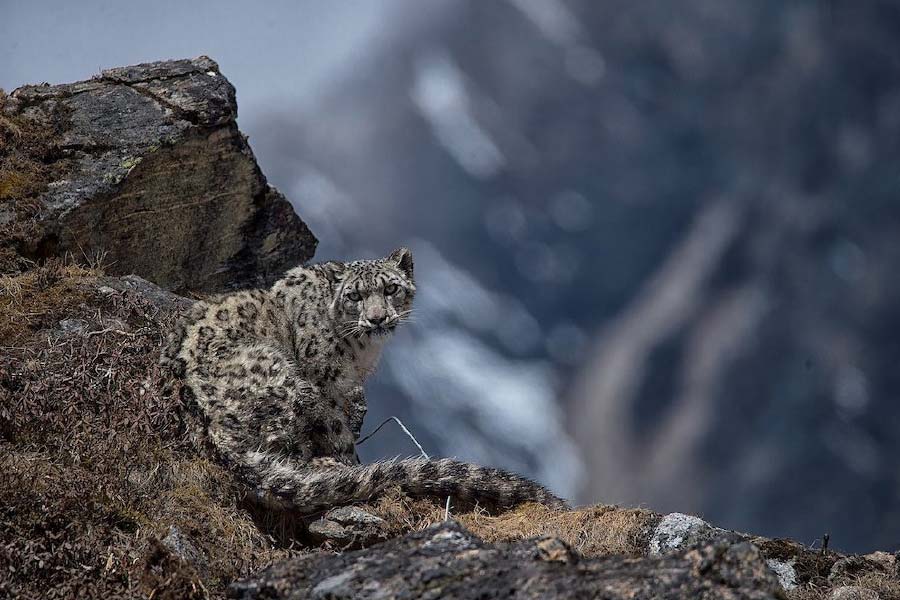 Photo of snow leopard.