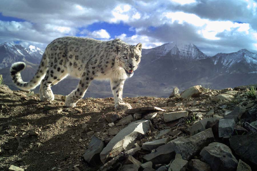 Photo of snow leopard.